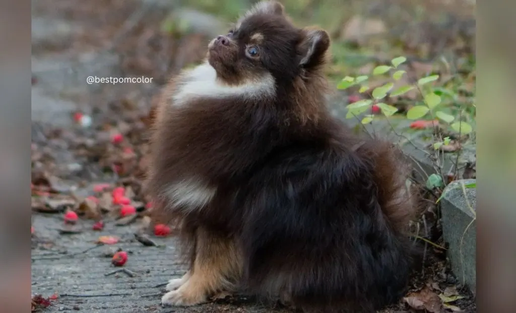 Brown and tan pomeranian