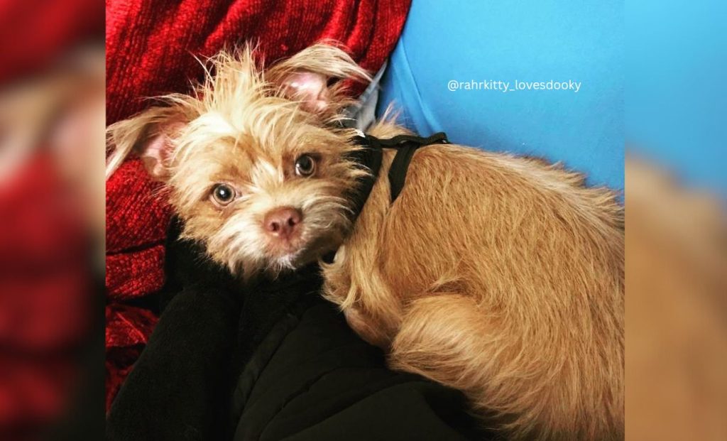 Chihuahua x Brussels Griffon