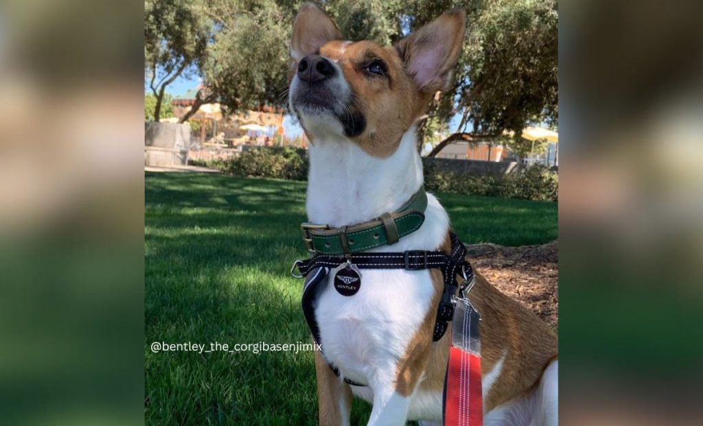 Corgi Basenji Mix