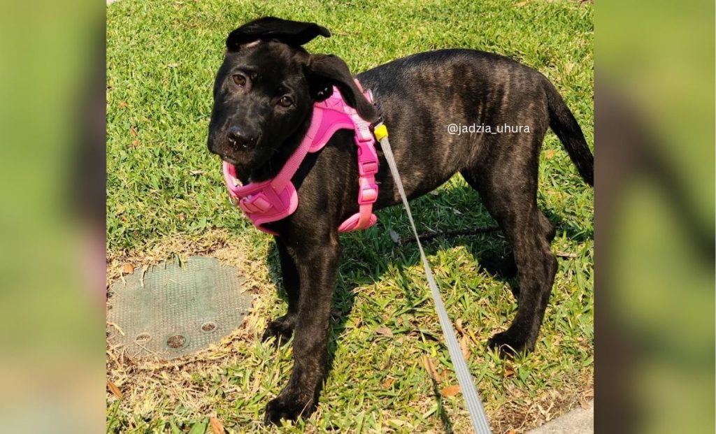 Cane Corso German Shepherd Mix