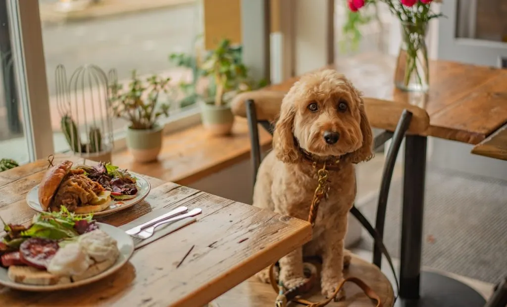 Cavapoo