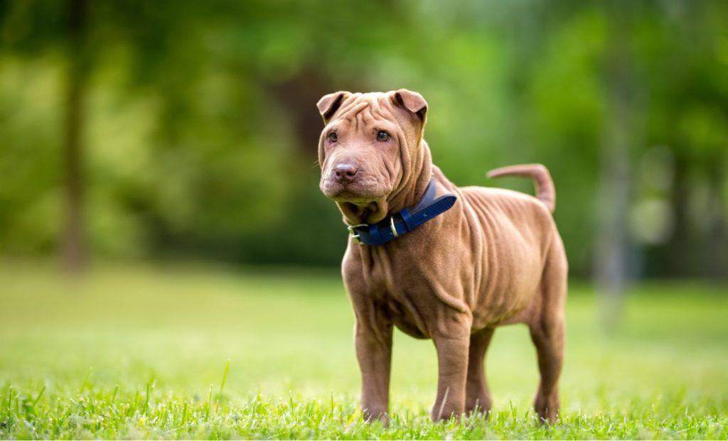 Chinese Shar Pei