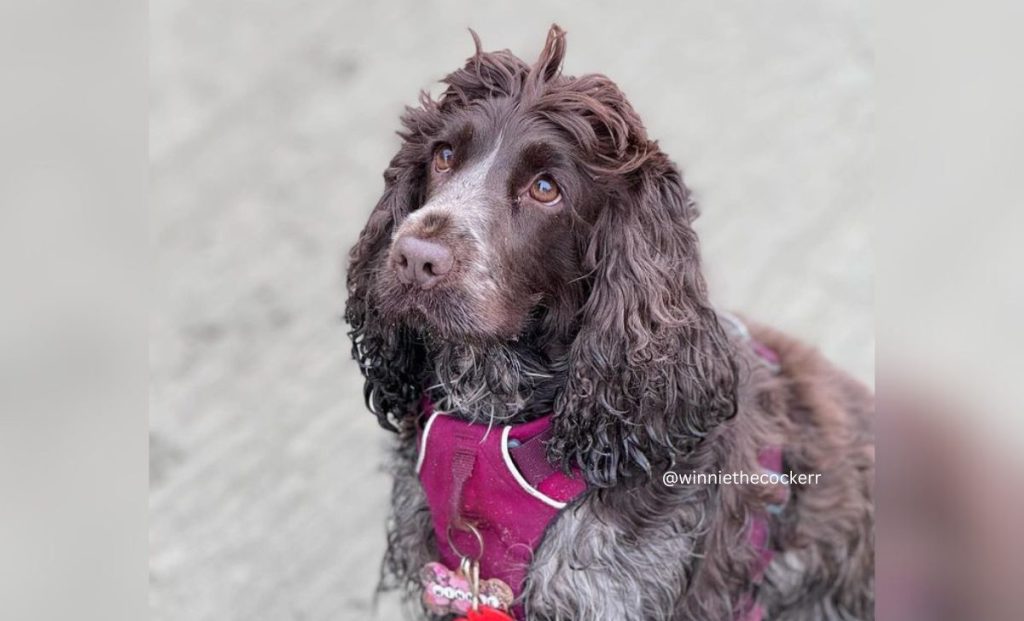 Chocolate roan cocker spaniel color