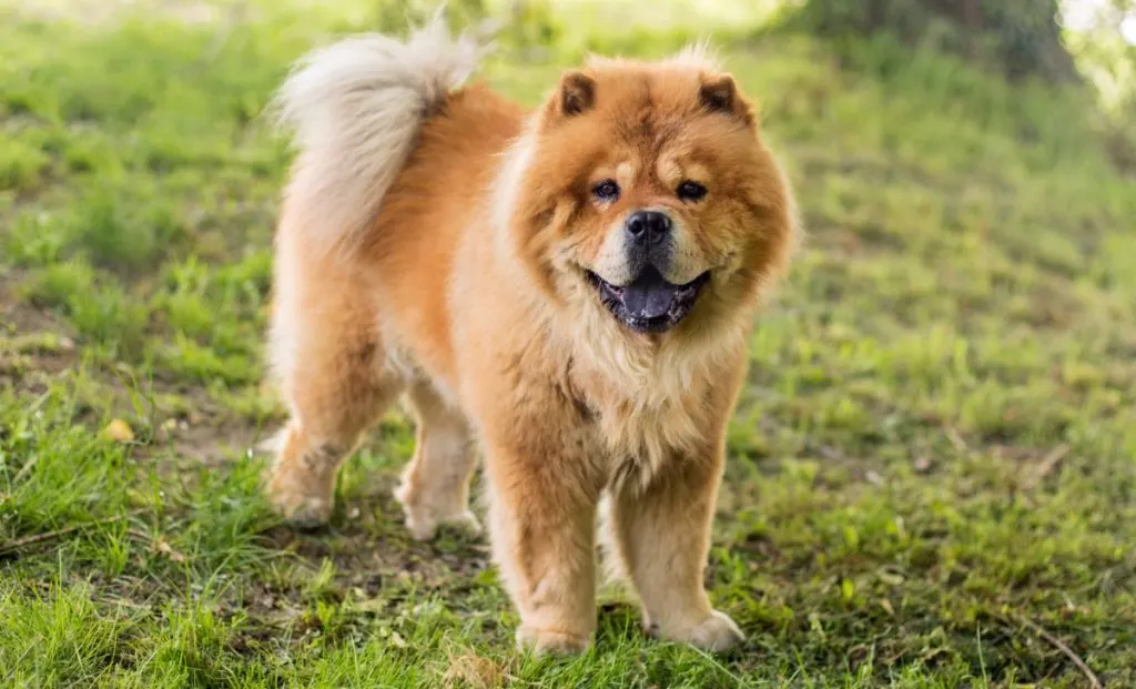 Chow-Chow