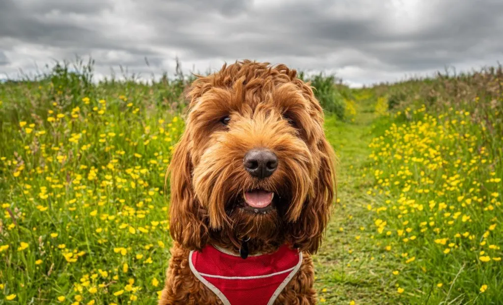  Cockapoo