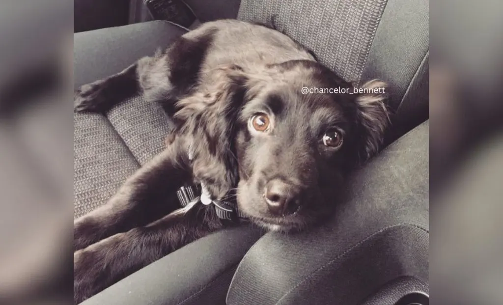 Cocker Spaniel German Shepherd Mix