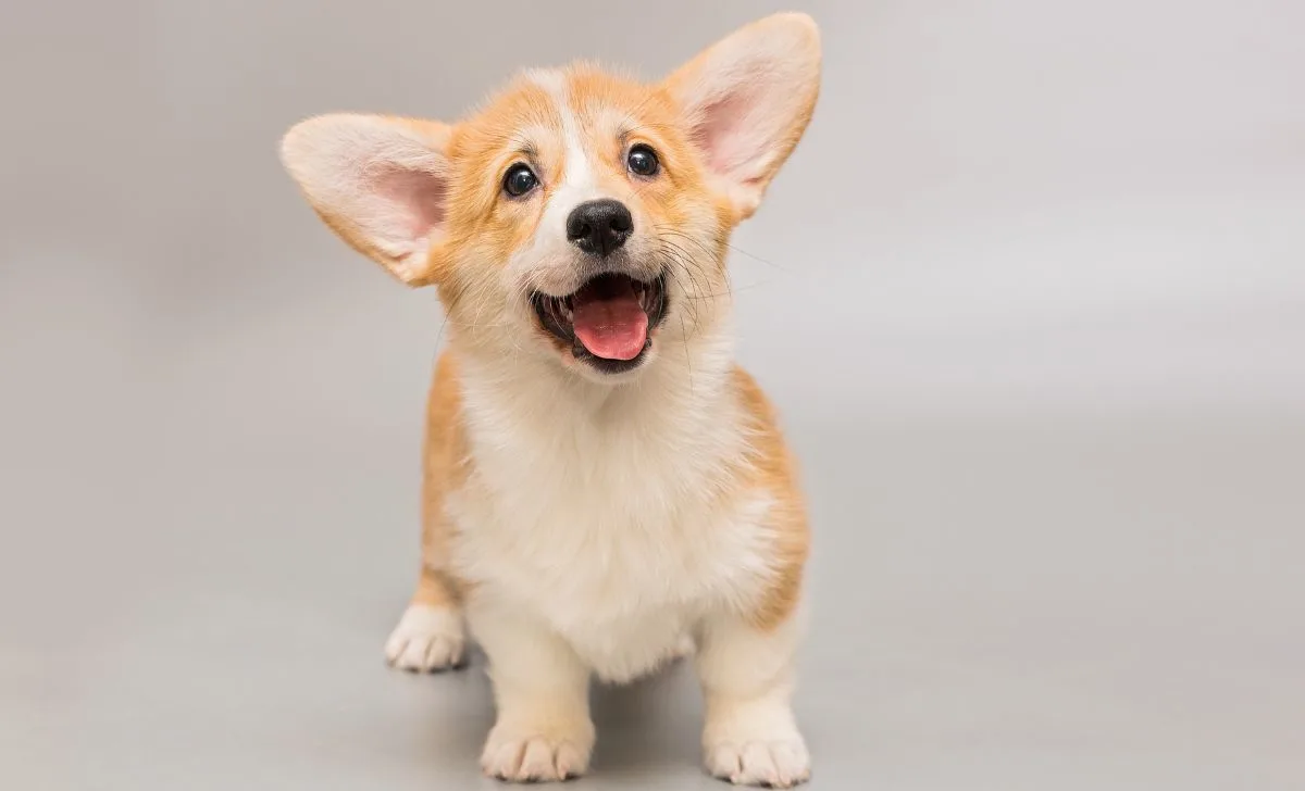 Corgi naslovna