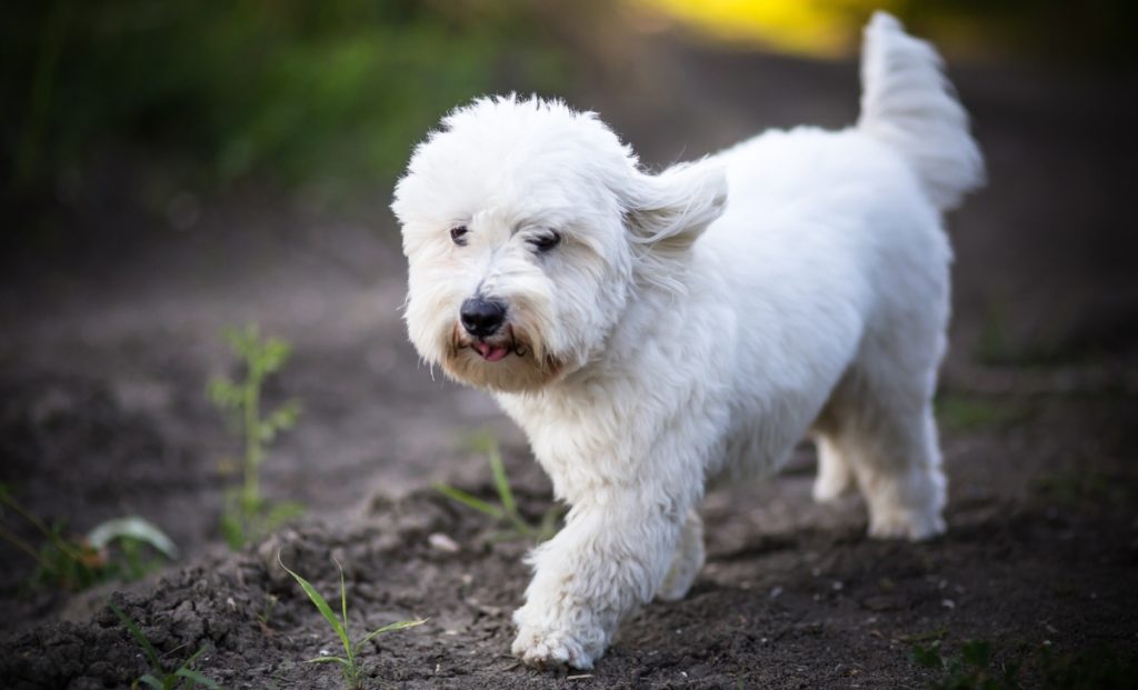 Coton De Tulear