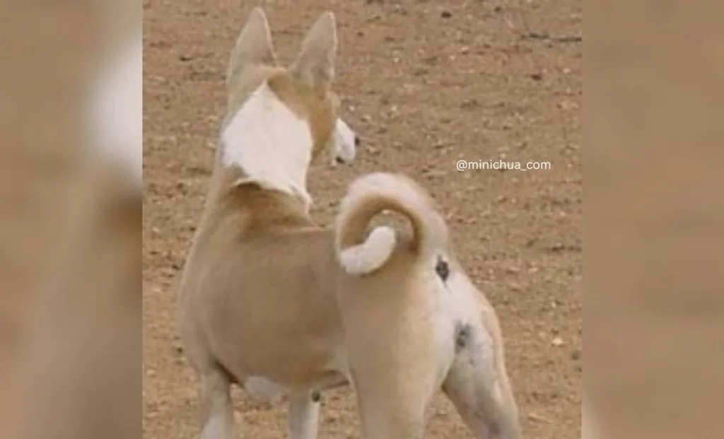 Cream and white basenji color