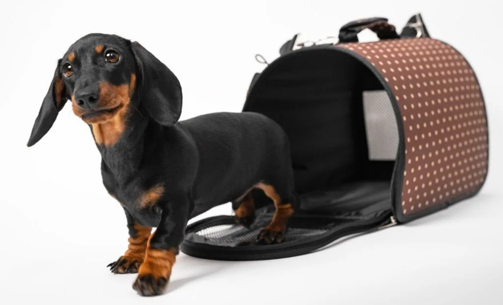 Dachshund Black and tan color