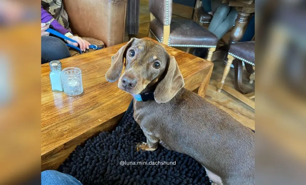 Dachshund Blue and tan color