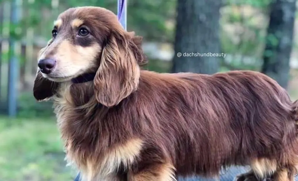 Dachshund Chocolate and cream color