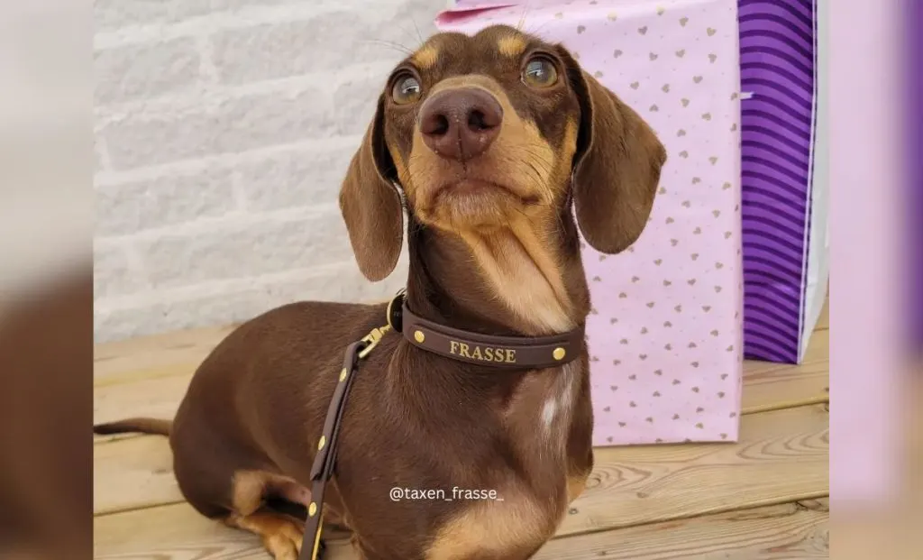 Dachshund Chocolate and tan color