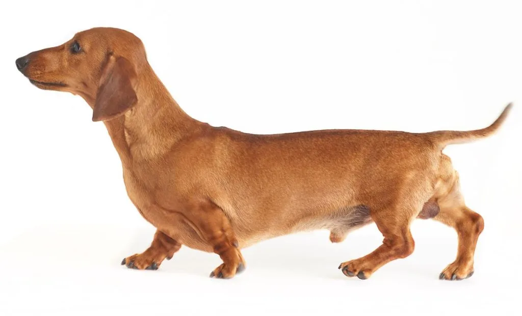 Dachshund Dilute red color