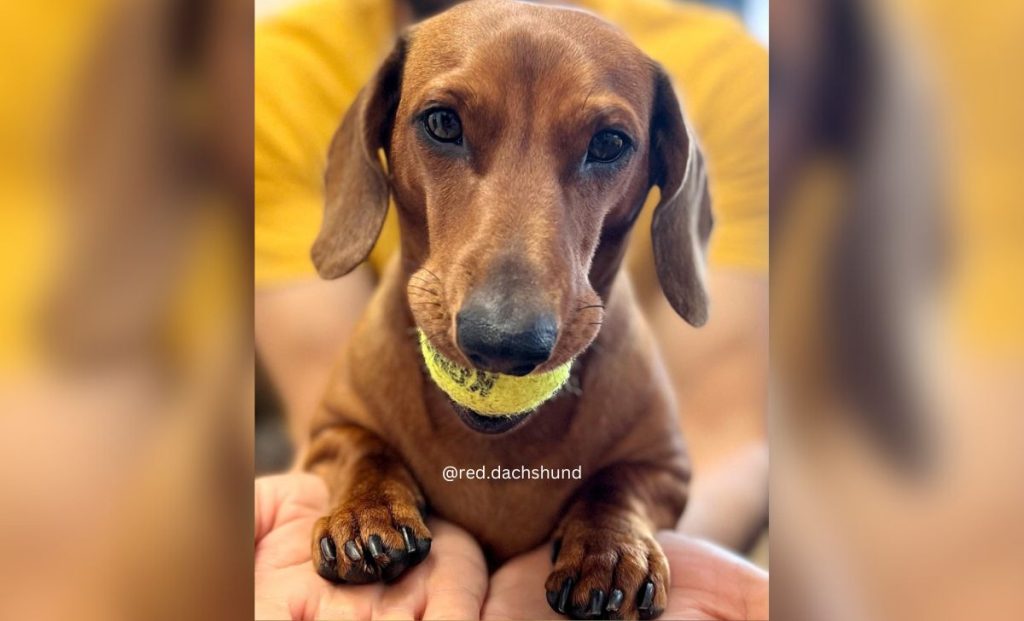 Dachshund Red color
