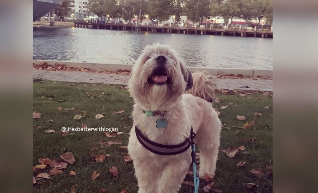 The 17 Fascinating Dachshund Colors And Patterns