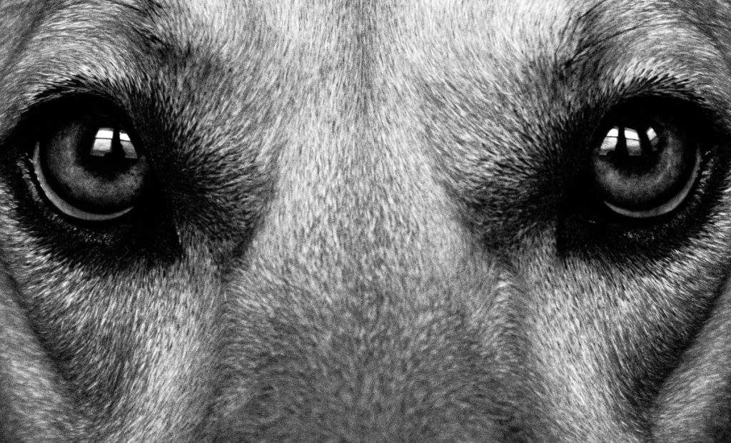 dogs eyes black white picture