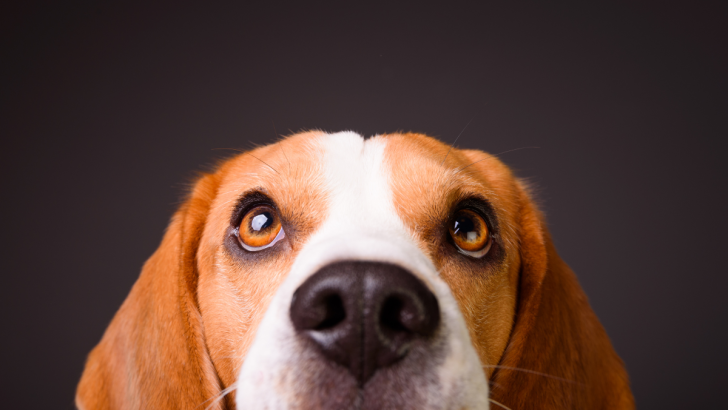 What Colors Do Dogs See? A Fascinating Insight Into Dog Vision