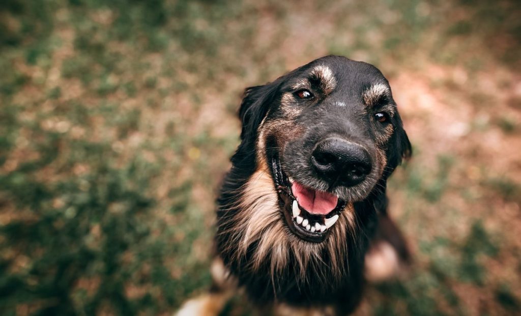 Dogs eyes smile