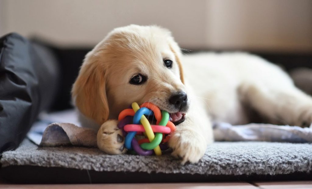 Dogs playing with toys