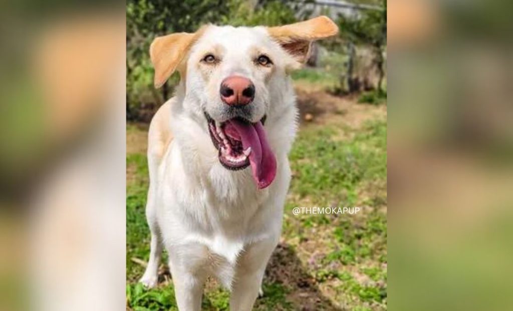 German Shepherd Labrador Retriever Mix