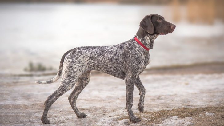 German Shorthaired Pointer Growth Chart: Pup To Full-Grown 