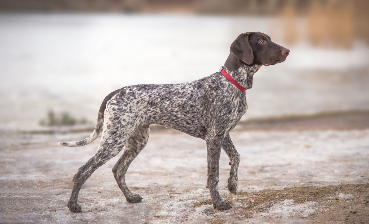 German Shorthaired Pointer Growth Chart Pup To Full Grown