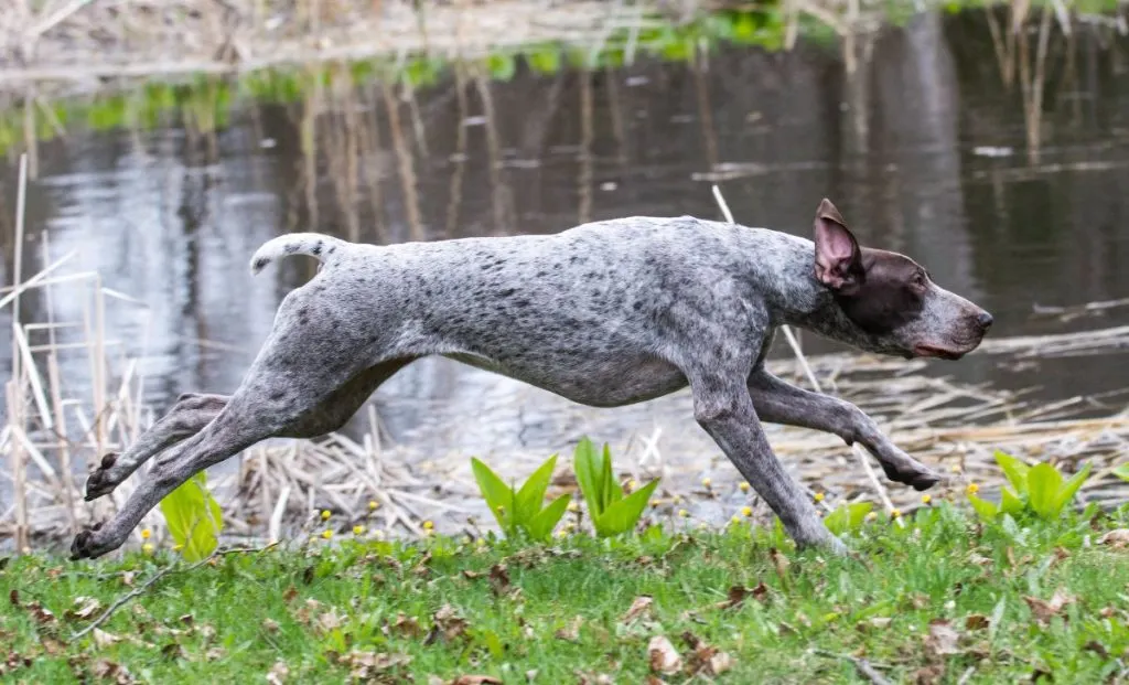 German Shorthaired Pointer adult