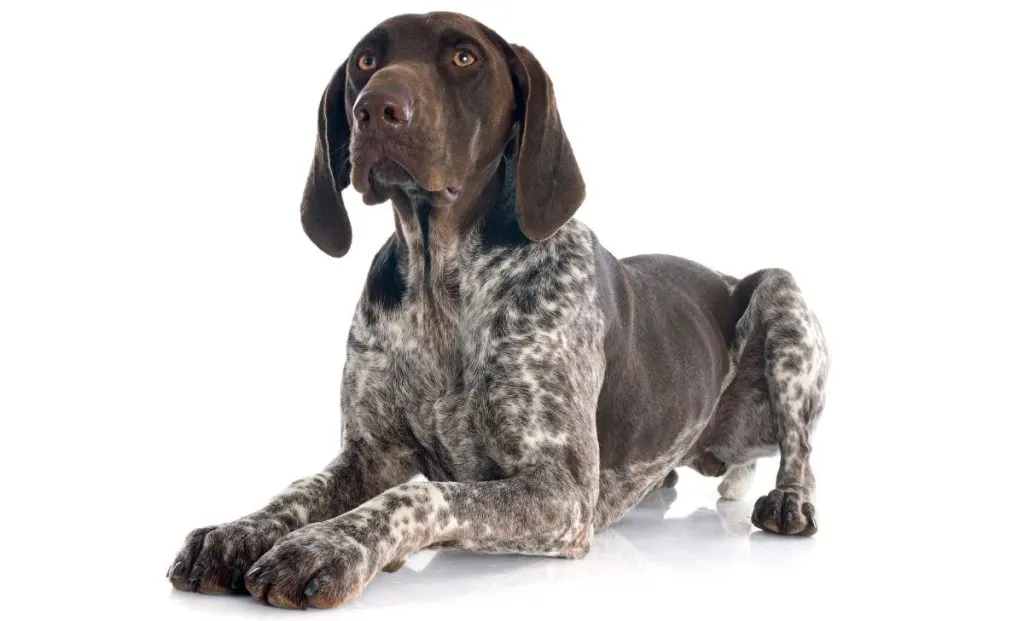 German Shorthaired Pointer adult