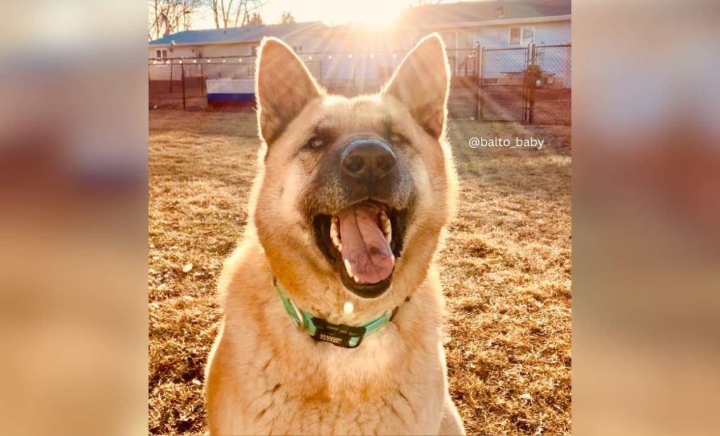 German shepherd - Akita mix