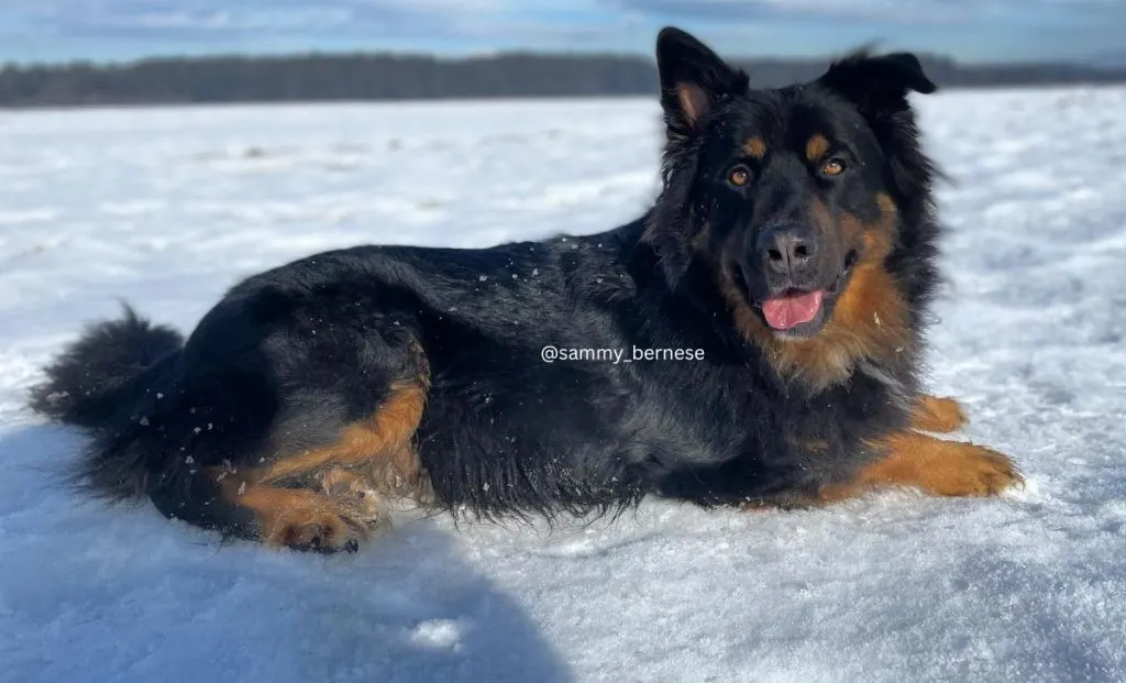 German shepherd - Bernese Mountain Dog mix