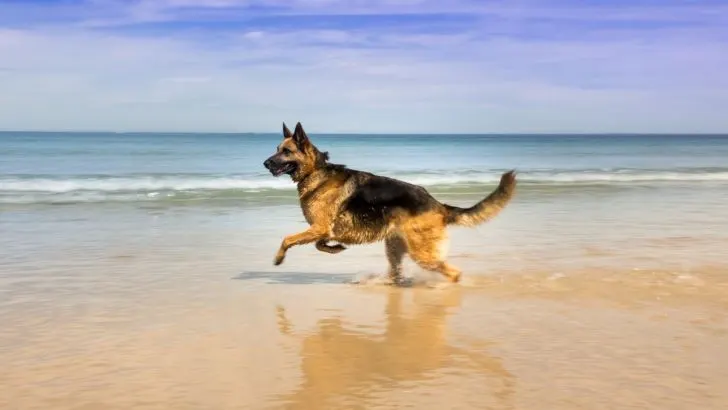 27 Best German Shepherd Mixes For Guard Duties (With Pictures)
