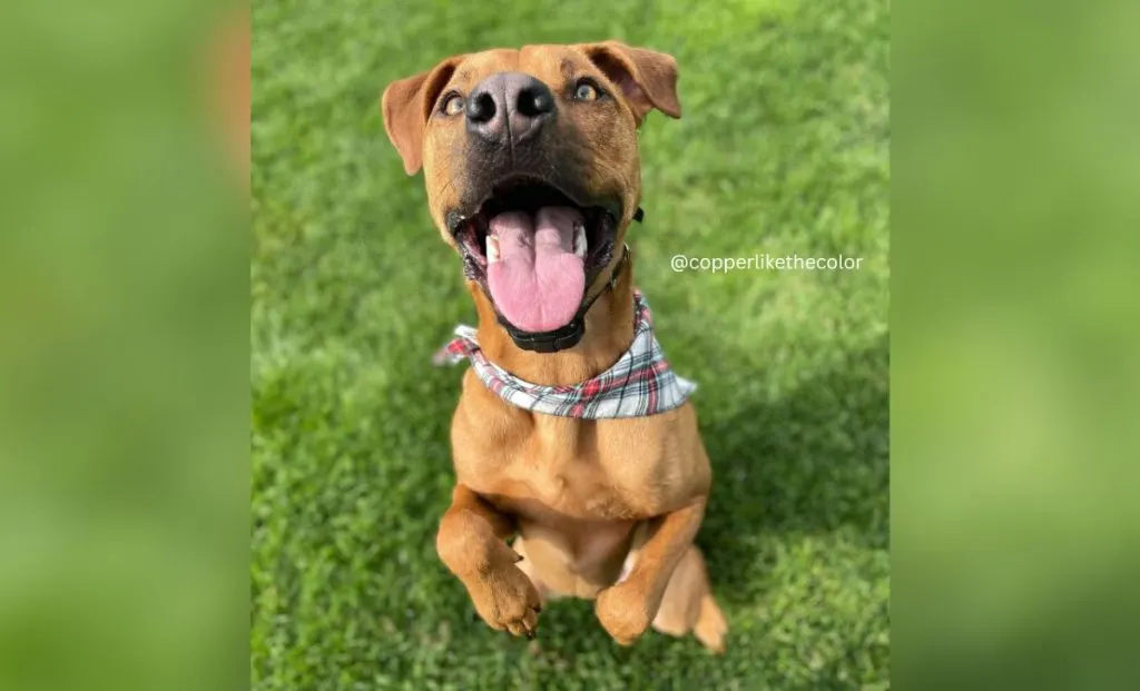 German shepherd - Pitbull mix