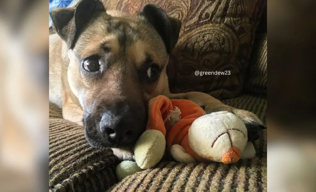 German shepherd - Pug mix