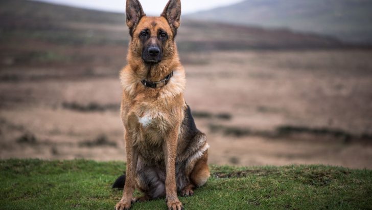 The 15 Gorgeous German Shepherd Colors (With Pictures)