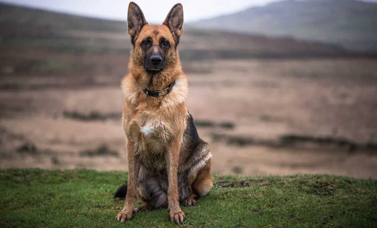 German shepherd - The 15 Gorgeous German Shepherd Colors (With Pictures)