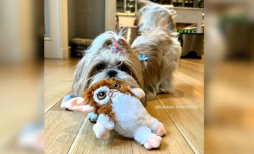 gold and white shih tzu