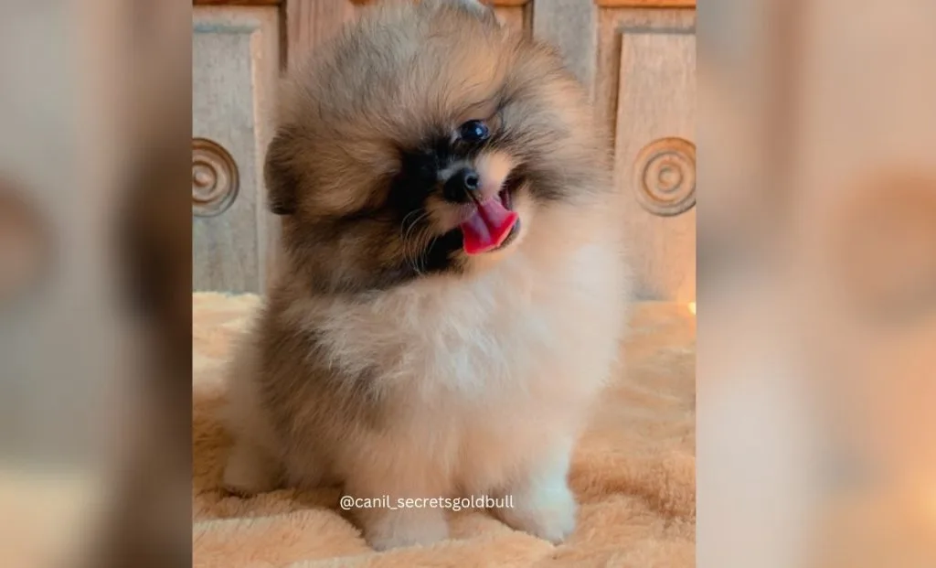 20 Shih Tzu Colors That Will Leave You Breathless