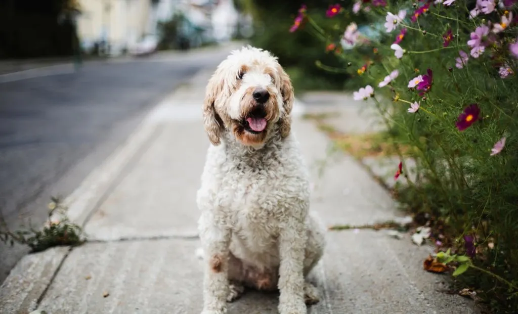 Goldendoodle