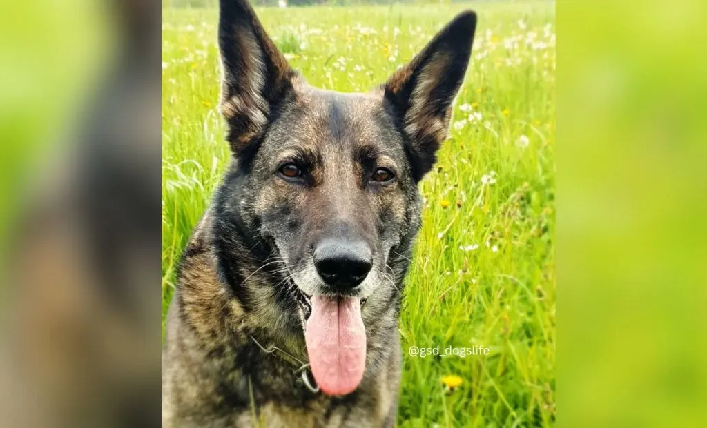 Gray German Shepherd color