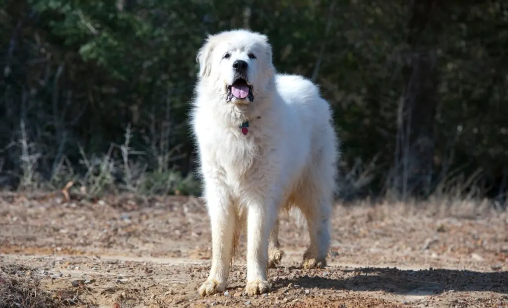 Great Pyrenees 