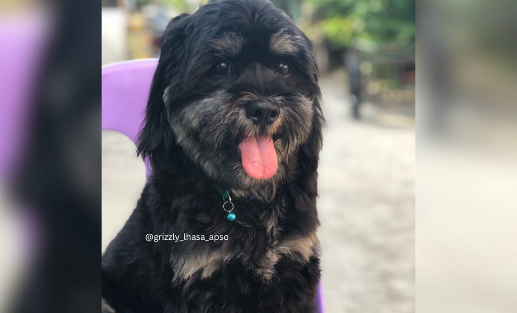 Grizzle Lhasa Apso