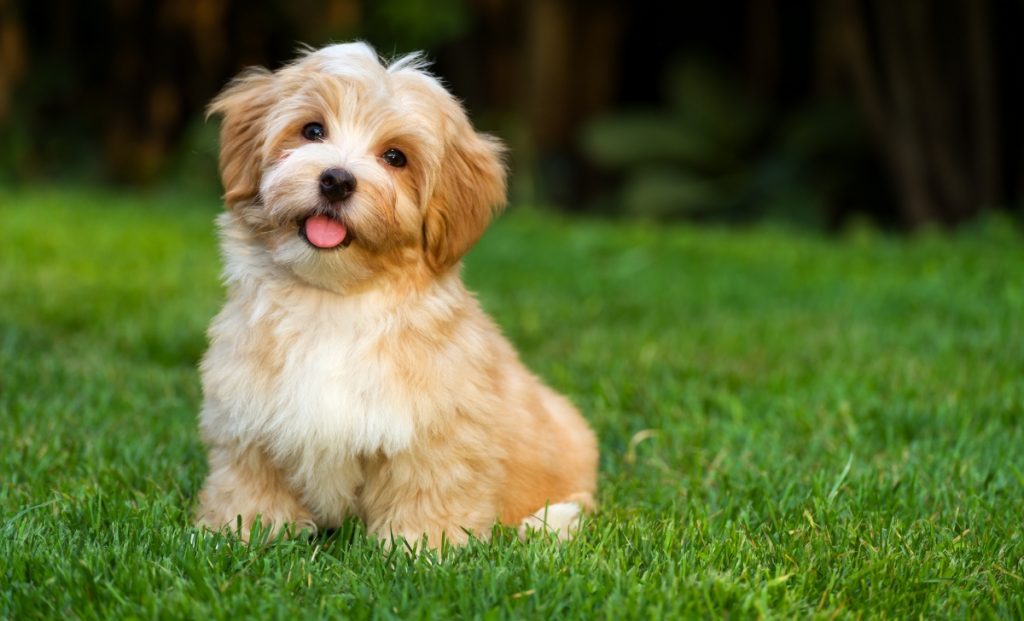 Havanese