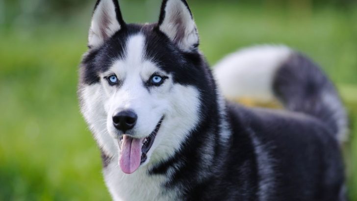 43 Husky Mixes With Unmatched Charm (With Photos)