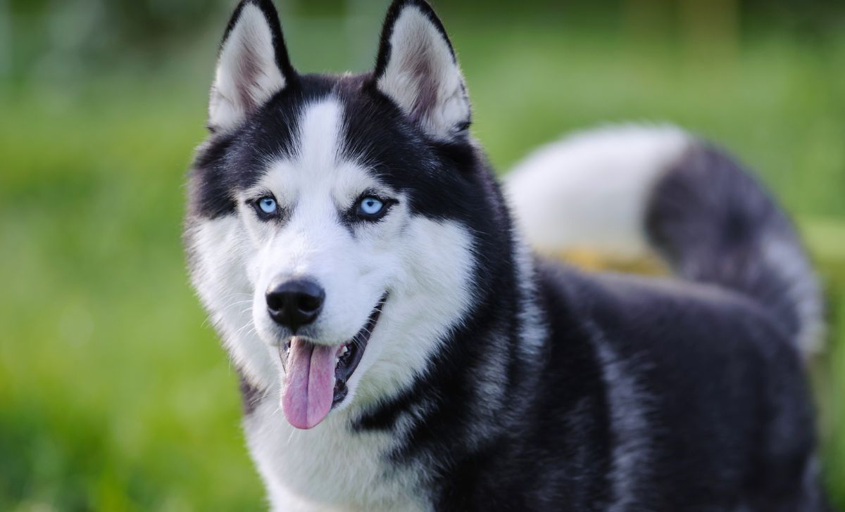 Husky white and black