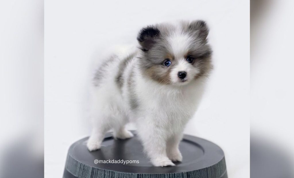 Irish Parti Color Pomeranian