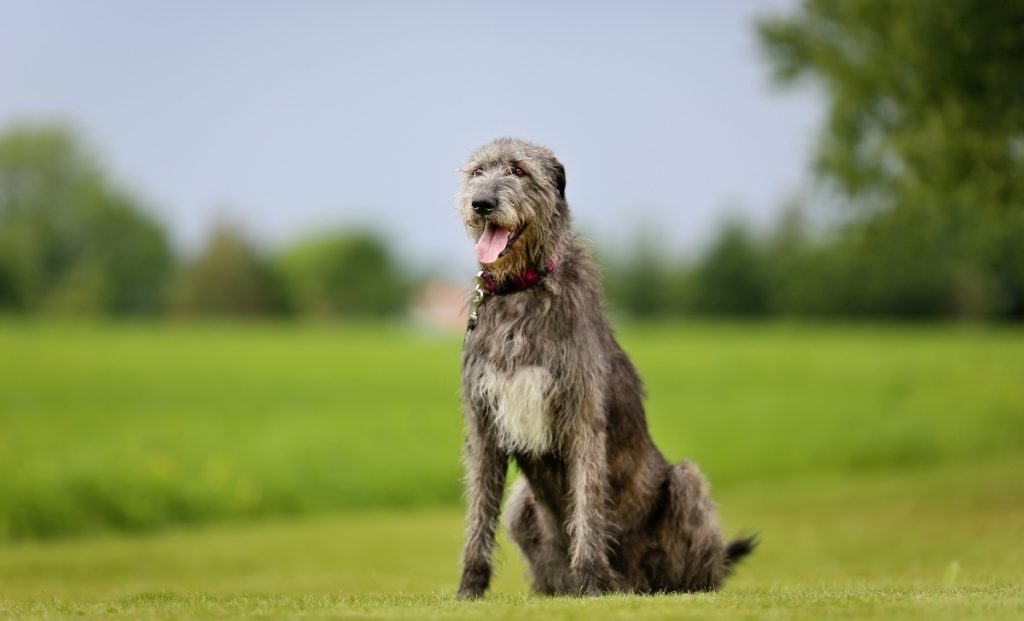 which dogs have the shortest lifespan