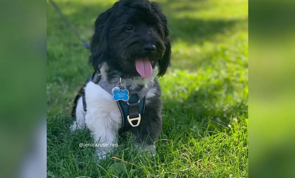 Irish pied havanese