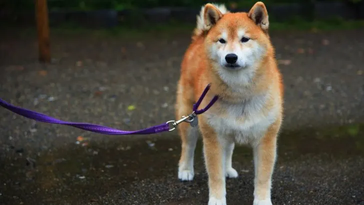 The 4 Striking Japanese Akita Colors And The Genetics Behind Them (with pictures)
