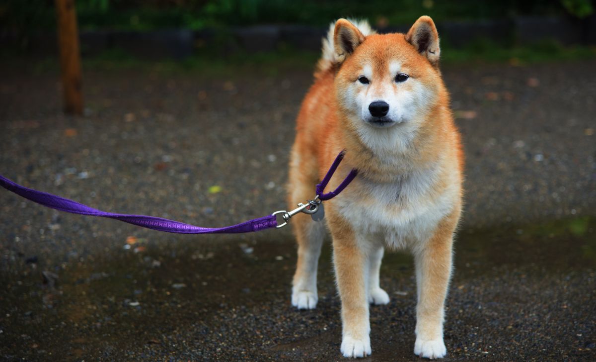 Japanese akita inu naslovna